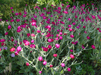 Lychnis coronaria.jpg_s.jpg